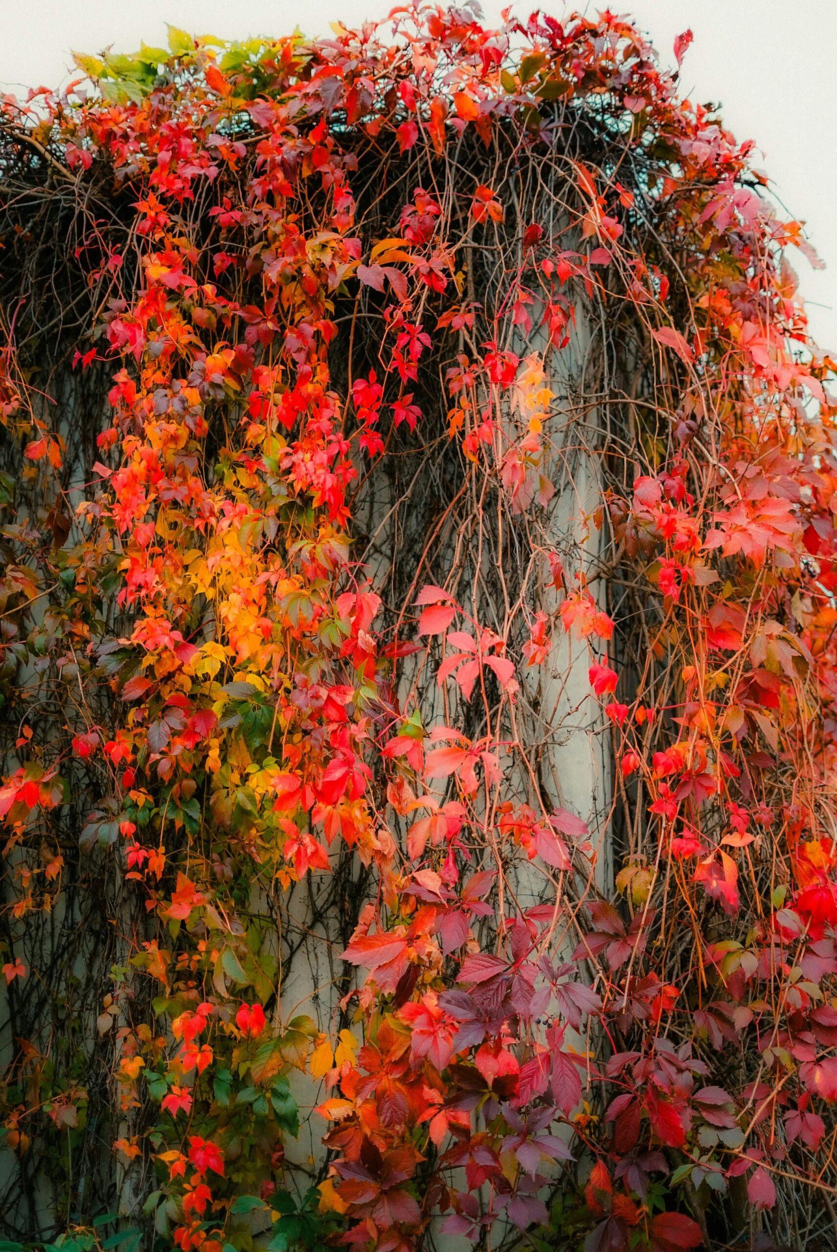 Free stock photo of climbing ivy